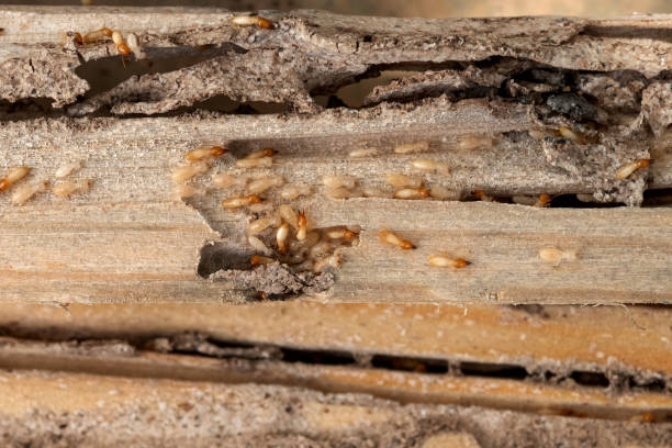 Best Pest Prevention Services  in Ottawa, IL